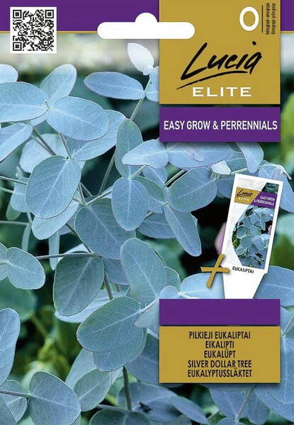 Tuhkaeukalyptus "Silver Dollar"